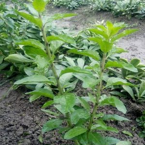 9723人付款淘宝南方食用枸杞叶苗 枸杞菜 营养袋培育 一袋一棵 原土