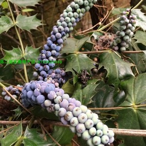 十大功劳树苗土黄连树苗中药材盆景阳g台花卉盆栽庭院植物净化空