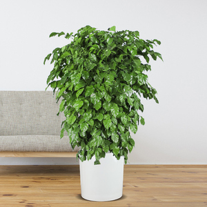 大型绿植丛生大叶k绿宝幸福树独杆盆栽大棵老桩客厅植物盆栽花卉