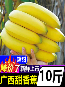 广西北海涠洲岛香蕉10斤新鲜水果当季整箱芭蕉小米蕉苹果蕉自然熟