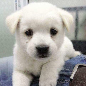 中华田园犬纯种土狗幼犬小狗活体金毛拉布拉多宠物狗串串狗小白狗