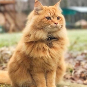 000人付款淘宝山东临清狮子猫长毛波斯猫橘色黑色三花