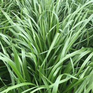 大叶四季青多年生黑麦草进口高产牛草鱼草籽牧草种子包发芽冬牧70