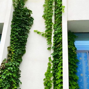 爬山虎爬藤植物四季室内阳台盆栽三叶爬山虎大苗户外攀援花卉植物