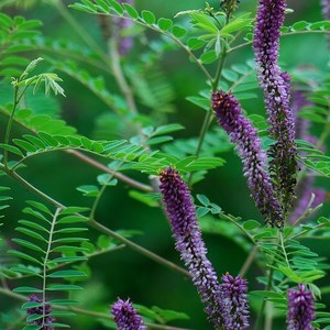 护坡种子 紫穗槐种子 棉槐 椒条 棉条 穗花槐 紫翠槐板条籽树种子