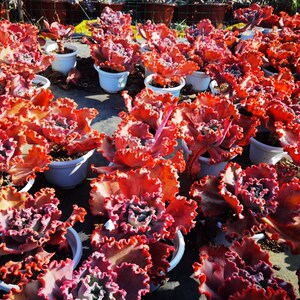 红珊瑚,包菜.15cms,多肉植物m