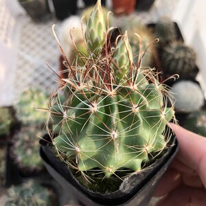 48-实生龙王丸仙人球一物一拍,加购物车满28自动免邮,直径3-5cm