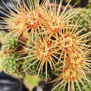 60-自根黄昭和丽花仙人球一物一拍,加购物车满28免邮,直径2-4cm