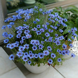 蓝费利菊种子玛格丽特异叶蓝雏菊阳台庭院花园可盆栽易爆盆草花籽
