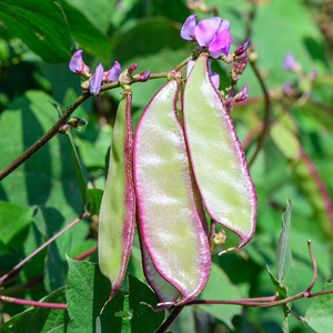 紫边眉豆种子扁豆孑藤豆鹊豆紫色蔬菜种籽爬藤室外盆栽阳台庭院春