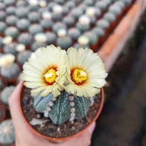 仙人球开花超大