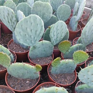 仙人掌仙人镜大明镜大盆丸蓝色墨西哥仙人掌室内盆栽米奇庭院造景