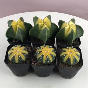 00嗯哼哦啦啦0淘宝星兜锦6cm盆单头 多肉植物