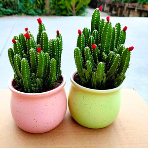 聚财山多肉植物仙人掌盆栽客厅绿植花卉室内办公室桌面好养吸甲醛