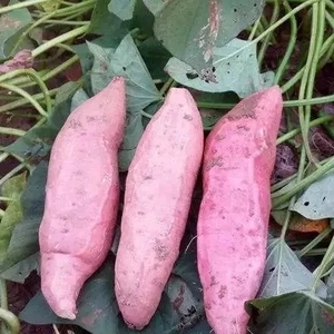 新鲜冰糖心哈密白薯有机牛奶蜜薯 味道香甜黑山地瓜5斤39.9元包邮