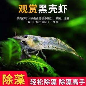 超大黑壳虾除藻虾喂鱼喂乌龟活体饲料吃屎虾水族草缸虾清洁虾