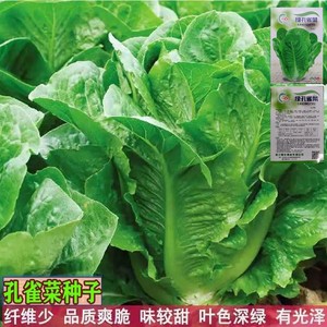 孔雀菜生菜种籽蔬菜种子黄心小青菜芥兰秋冬紫白菜种孑四季大全沙