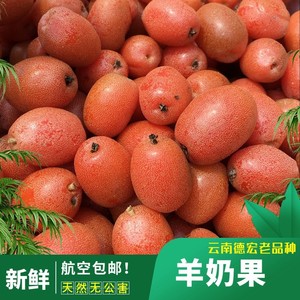 云南野生羊奶果2斤新鲜现摘酸甜味傣族嘛栾果孕妇水果空运