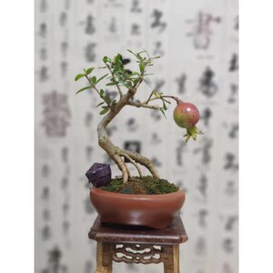 石榴盆景老桩日本紫玉石榴小老桩小叶石榴茶台桌面绿植