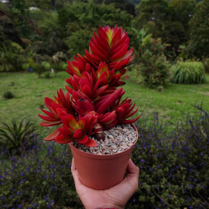 火祭大群生多头多肉植物组合室内小盆栽花卉绿植火炬火鸡红色肉肉