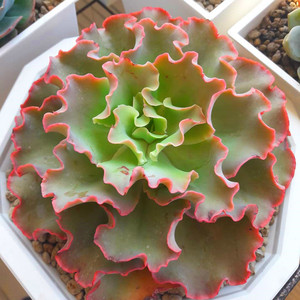 高砂之翁高沙包菜型女王花笠舞会红裙超大老桩多肉植物