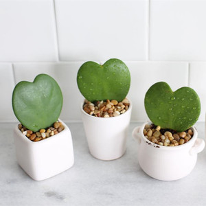 心叶球兰 心形多肉植物 送男女朋友小礼物 办公室防辐射超萌花卉