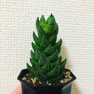 3盆九龙塔多肉植物十二卷属新手镇宅花卉室内盆栽防辐射九轮塔