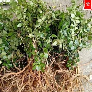 福建纯野生青草药膳天然中草药材绣花针虎刺500g包邮