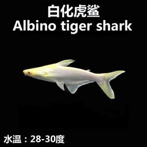 活体观赏鱼淡水鲨鱼银鲨虎鲨成吉思汗鲨鲨鱼鱼苗肉食性鱼类鲨鱼苗