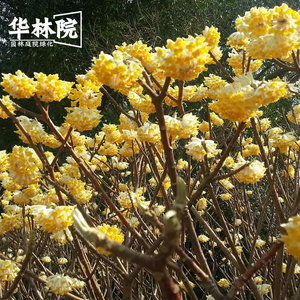 结香花苗庭院地栽盆栽盆景园林花树绿化树苗梦冬打结耐寒花卉大苗