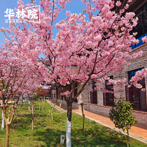 日本樱花树苗庭院种植风景大树活苗早樱晚樱盆栽南方北方园林绿化