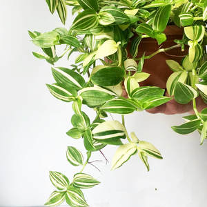 青白玉花叶婚纱吊兰油b画婚礼鸭跖草室内阳台垂吊挂绿植耐阴盆栽