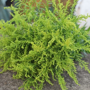 高档黄英草配花云南昆明鲜花基地直发黄莺鲜花配草配叶鲜花店玫瑰