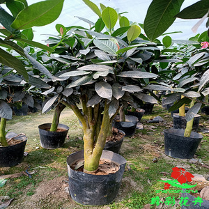 抱茎茶花室内外四季海棠茶耐阴木本花卉i树苗越南含盆盆栽开花不