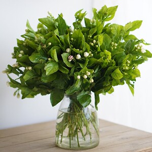 k一树茉莉花鲜切花室速家用办公室水养j瓶插花云南直发鲜内花递包