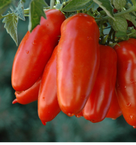 红香蕉番茄种子水果西红柿种籽春季夏季小柿子四季菜种籽蔬菜种孑