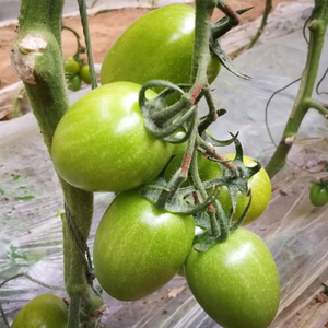 进口绿翡翠番茄种子猕猴桃口味樱桃小番茄种籽绿皮圣女果春季四季