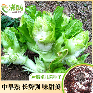 脆嫩儿菜种子中早熟芥菜种子秋季四季播泡菜蔬菜种子四川特大儿菜