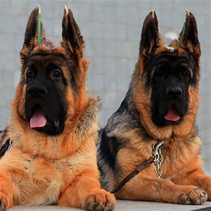 【黑背大头】黑背大头品牌,价格 - 阿里巴巴