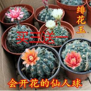 仙人球绯花玉开花带花苞仙人掌类多肉绿植物桌面人工客服