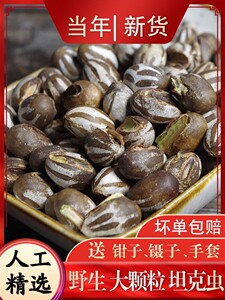 今年新货杨拉罐洋辣子拉罐洋辣子罐羊喇辣松鼠刺猬飞鼠零食坦克虫