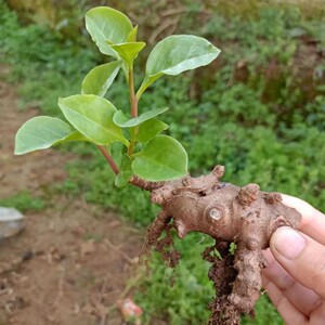 落葵薯珠芽藤三七种植苗川七庭院花卉三七盆栽爬藤植物常绿