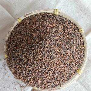 东北四季蔬菜种子大叶臭菜种子臭菜籽芝麻菜种子散装农家菜籽