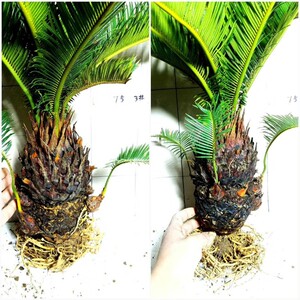 高档多头铁树盆栽植物室内外大型盆景绿植苏铁庭院迷你耐寒小树苗
