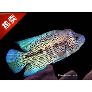 观赏鱼道氏火口鱼耐活热带淡水大鱼苗美鲷鱼道士宠v物鱼混养凶猛