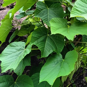 农家新鲜桐子叶野生油桐树现摘桐树叶食用包玉米麦子粑粑原材料