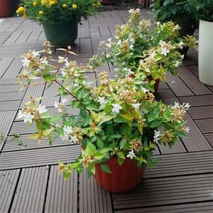 大花六道木盆栽 常绿矮生灌木植物 阳台庭院花卉多年生六道木大苗