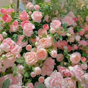 玫瑰花种子四季多年生耐寒花种籽易活切花室内室外阳台盆栽花种孑