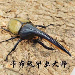 长戟大兜虫dhh海格力斯甲虫爬虫活体非独角仙另有战神亚克锹甲