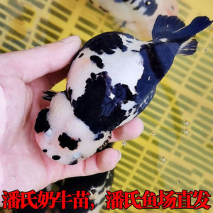 福州兰寿金鱼精品